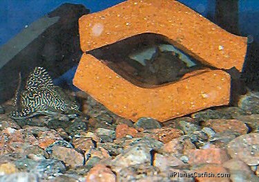 Male guarding the eggs
