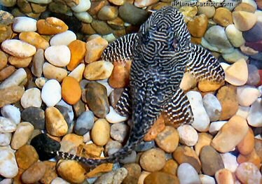 Female gravid with eggs