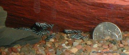 5 week old youngsters