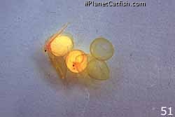 H. zebra fry