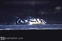 H. zebra fry
