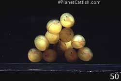 Six day old H. zebra eggs