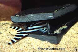 Hypancistrus zebra in the spawning site
