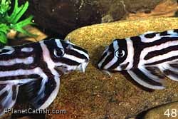 Pair of Hypancistrus zebra