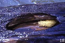 Lasiancistrus heteracanthus eggs