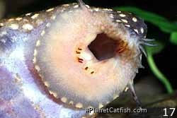 Close-up showing specialised teeth