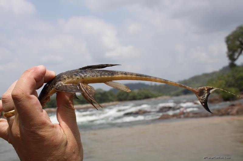 Loricaria birindelli