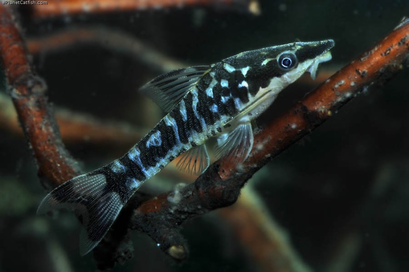 Otocinclus cocama
