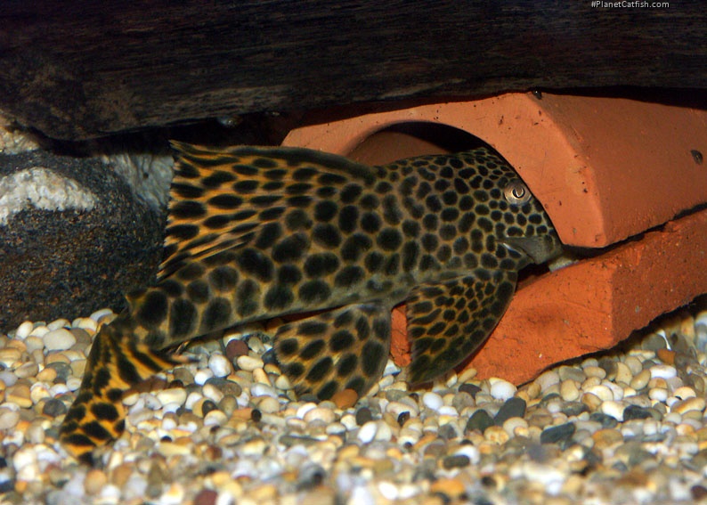 Male in spawning cave