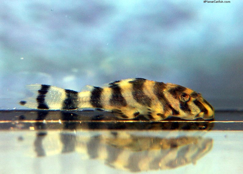 Juvenile Peckoltia sp.
