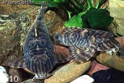 Peckoltia sp., quot;hairy=quot; male and quot;baldquot; female