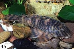 Peckoltia sp.
