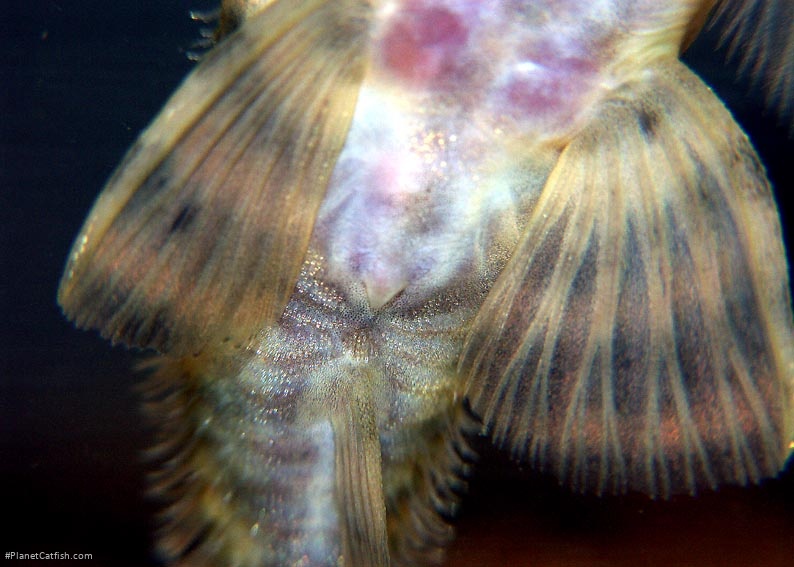 Peckoltia sp.