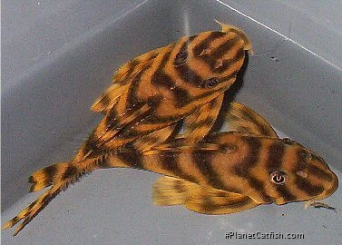 Male on top clearly showing the body odontodes
