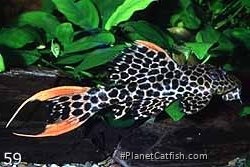 Pseudacanthicus leopardus (L114)