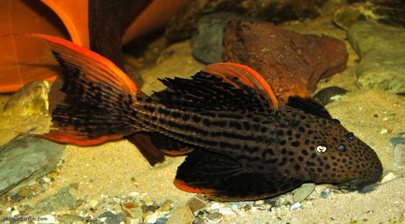 Pseudacanthicus sp. (L025)