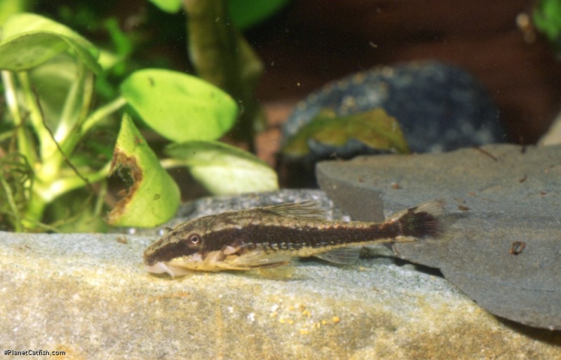 Pseudotothyris janeirensis