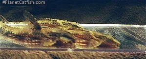 Rineloricaria cf. lanceolata