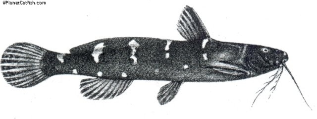 microsynodontis batesii