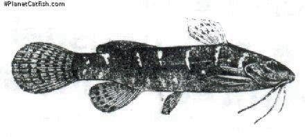 Microsynodontis christyi