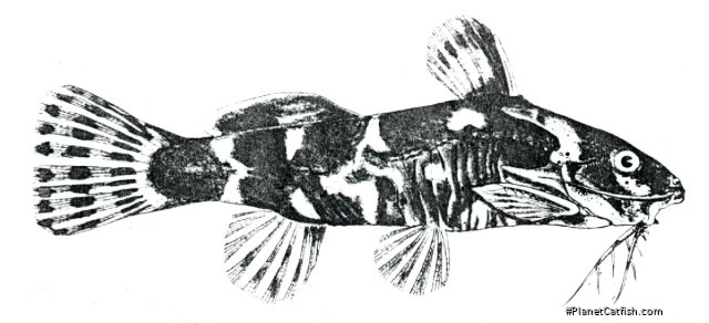 microsynodontis lamberti