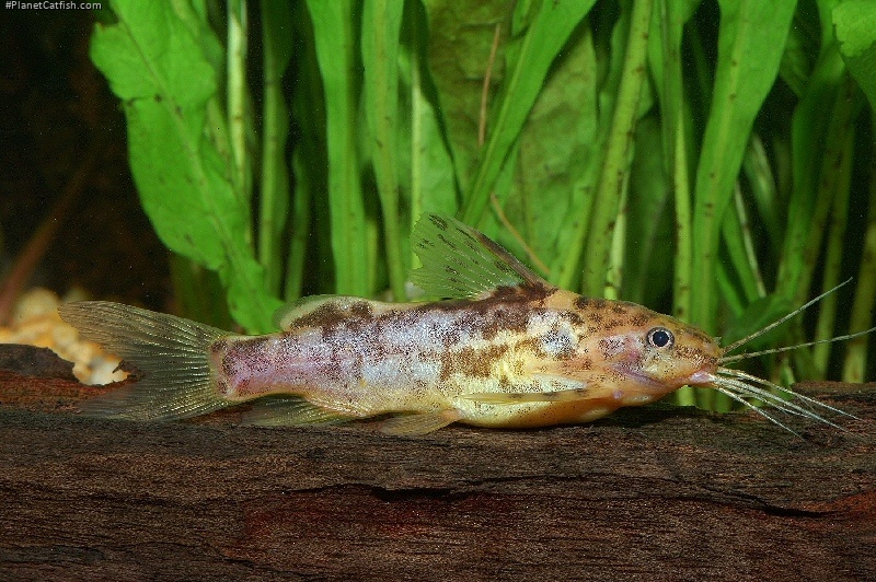 Mochokiella paynei