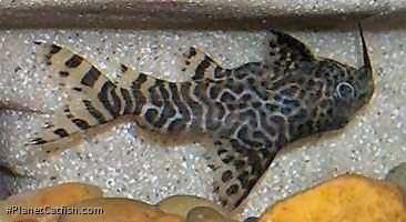 Synodontis eupterus