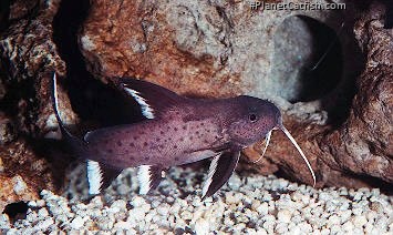 Synodontis granulosus