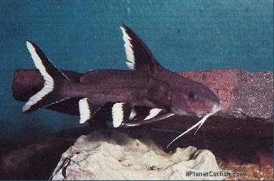 Synodontis granulosus
