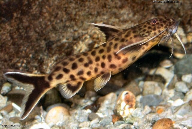 Synodontis lucipinnis