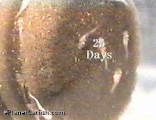 Fry at 25 Days