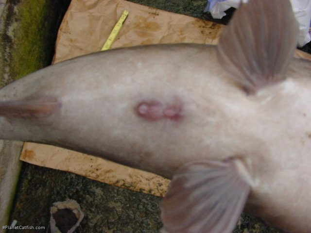 Synodontis notatus