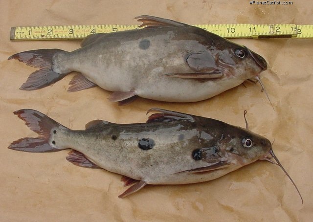 Synodontis notatus