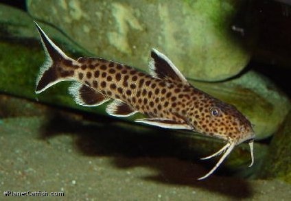 Synodontis petricola