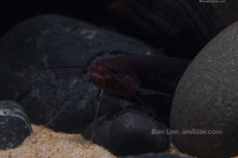 Silurichhys indragiriensis