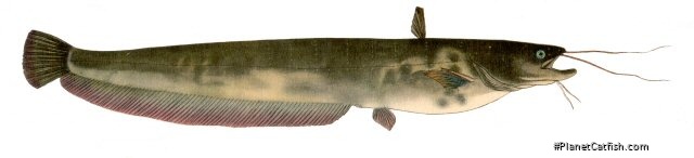 Silurus asotus