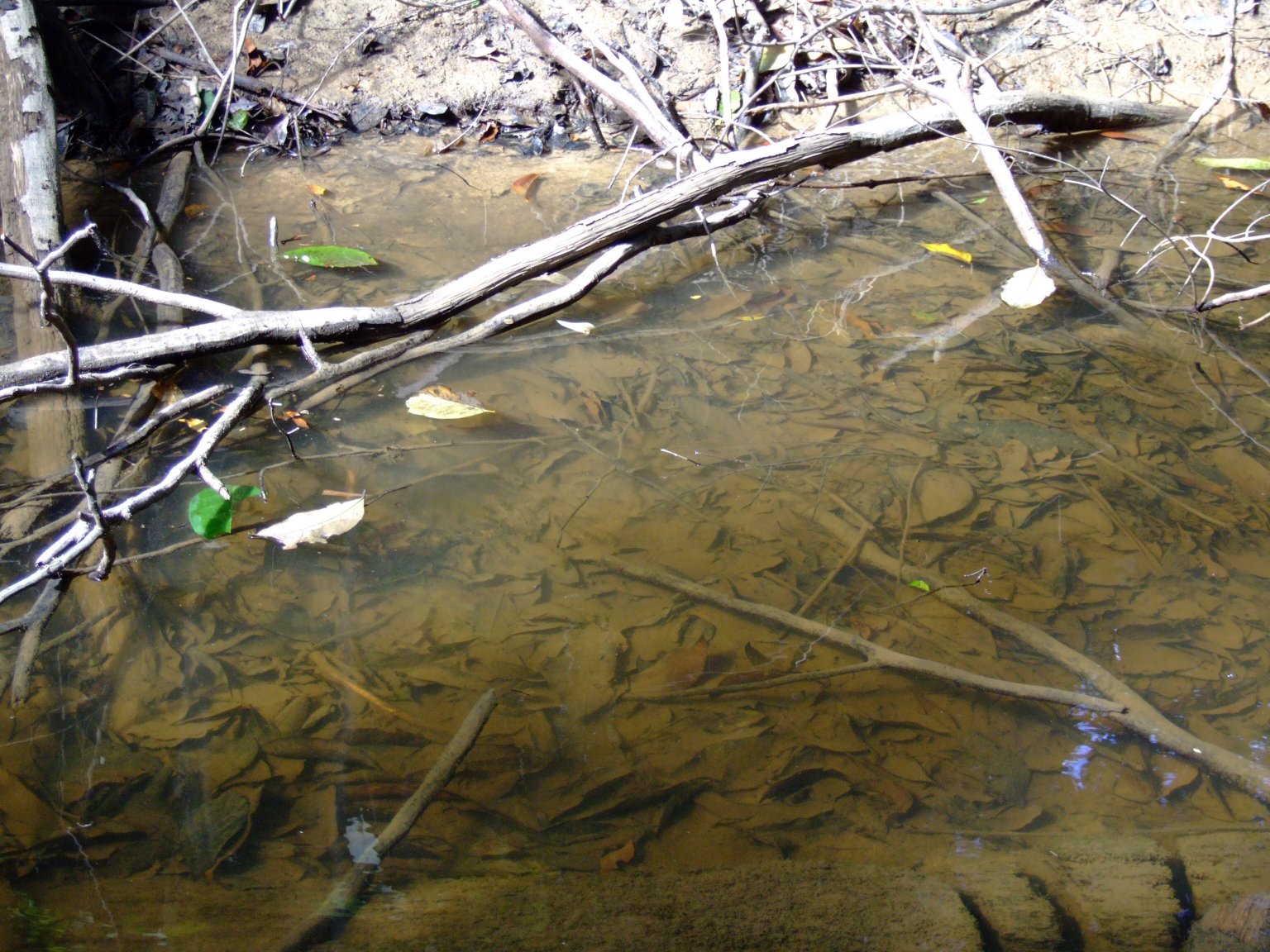 On substrate like this we came across large C. boesemani in smallish groups