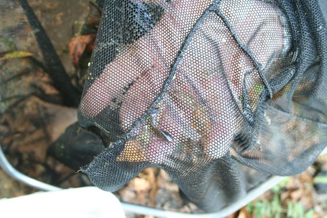 The first Madtom of the day