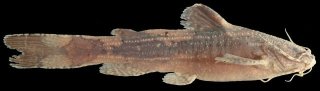 Akysis clavulus