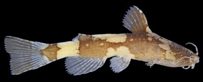 Akysis heterurus