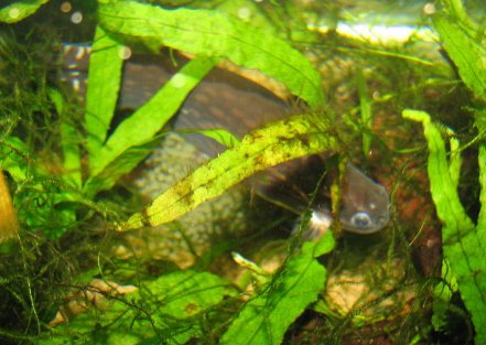 1. Female spawning.
