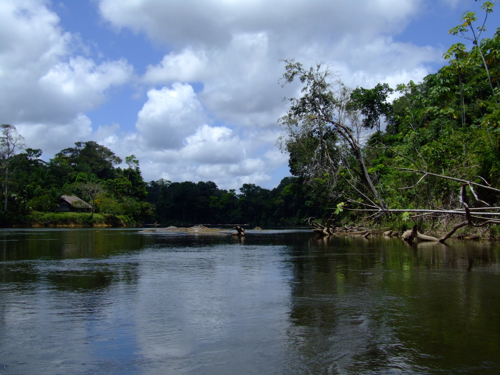 The Gran Rio in the upper Surinam River System is the typical habitat of C. boesemani
