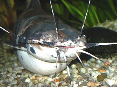 Male piebald Walking Catfish