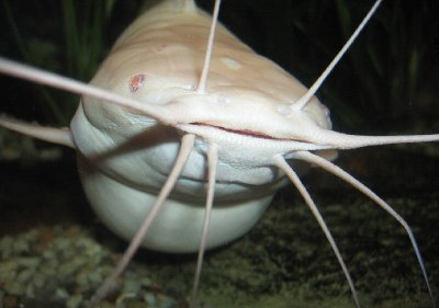 Female albino Walking Catfish