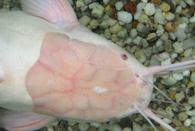 Female viewed from above