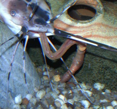 Male viewed from above