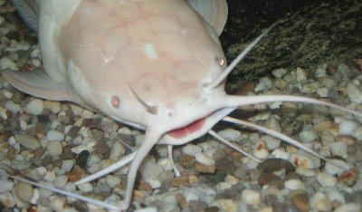 Female viewed from above