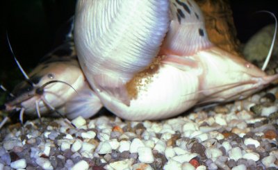 Some of the large number of eggs at the bottom of the shallow pit