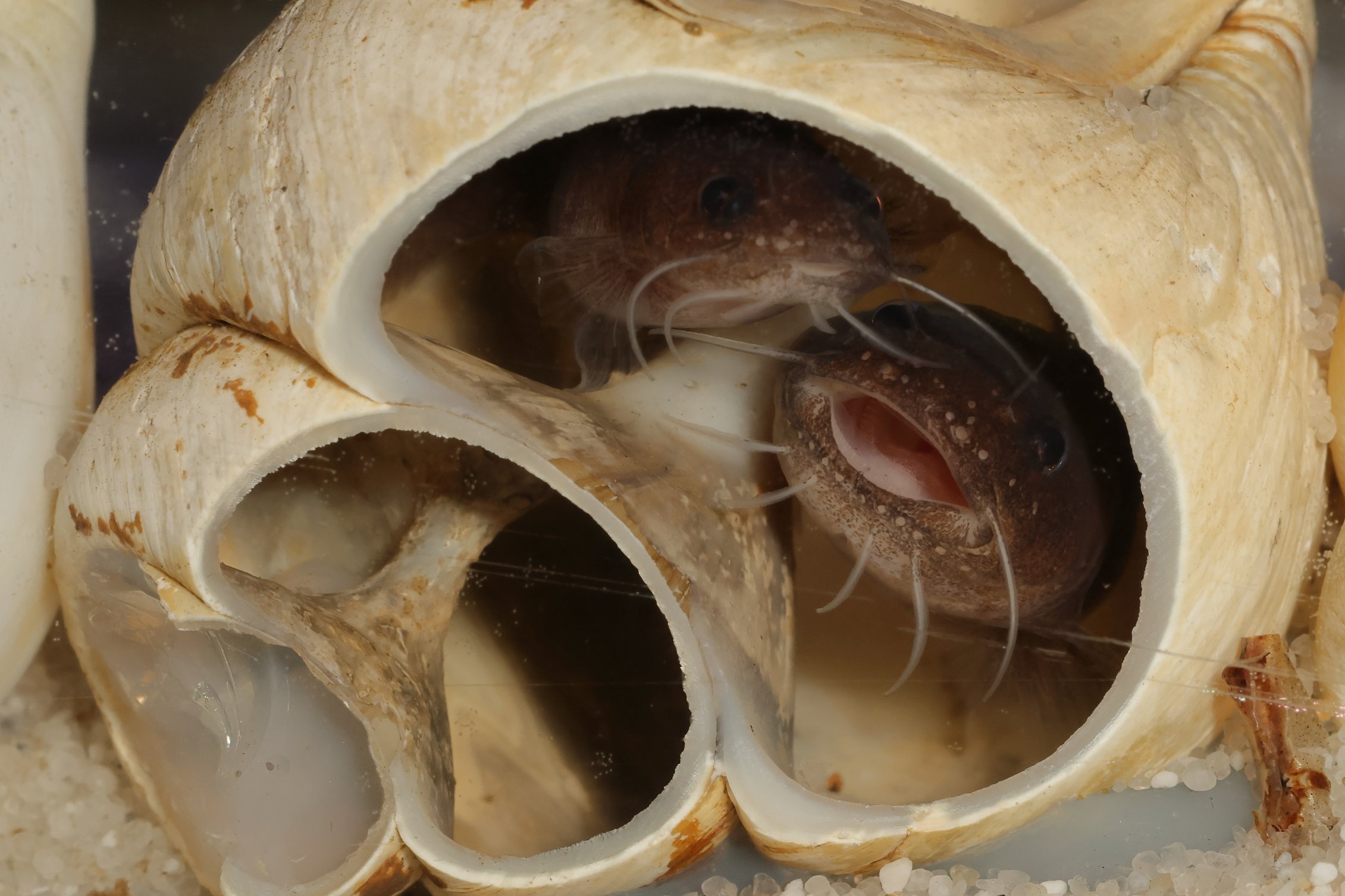 Pair inside Neothauma shell