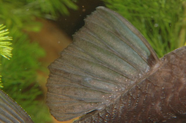 Ancistrus sp. L071